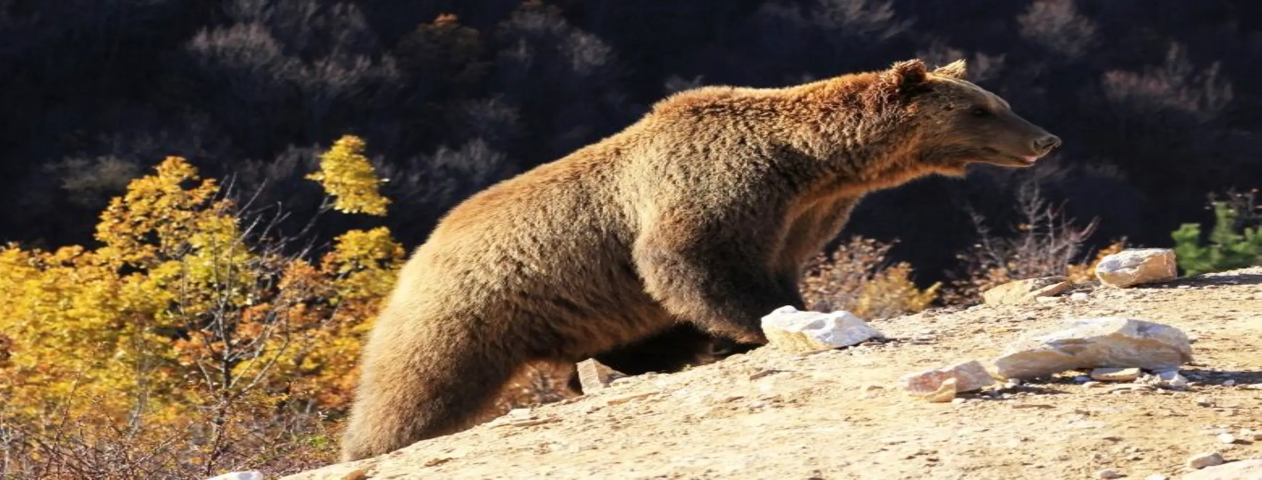 Image for Bear Sanctuary
